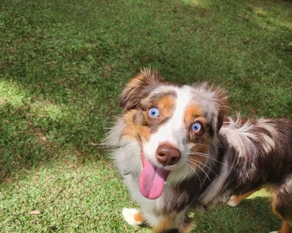 An Australian Shepherd at daycare