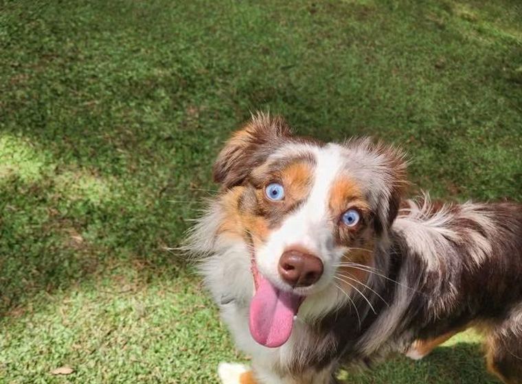 An Australian Shepherd on the turf yard