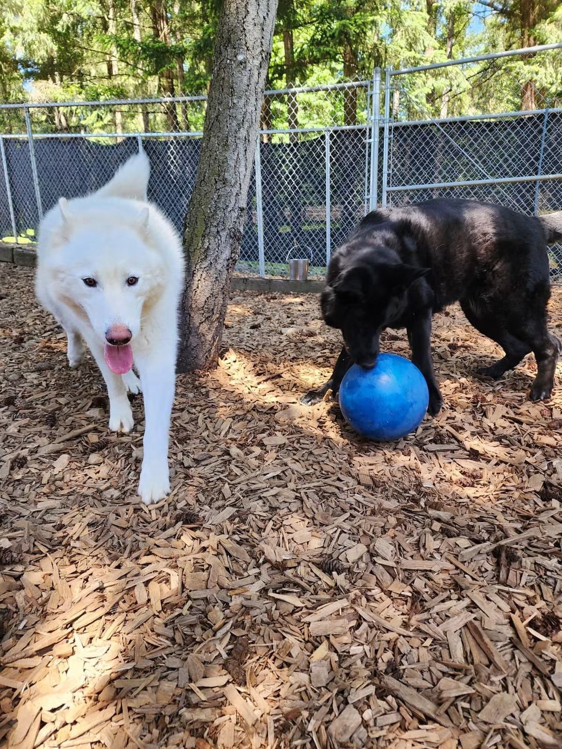 Dogs playing with a ball in the yard
