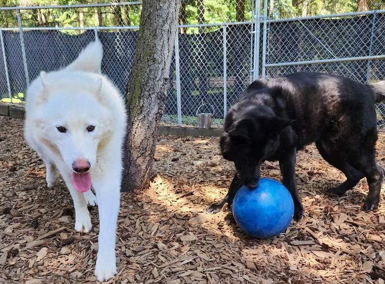 Dogs playing with a ball in the yard