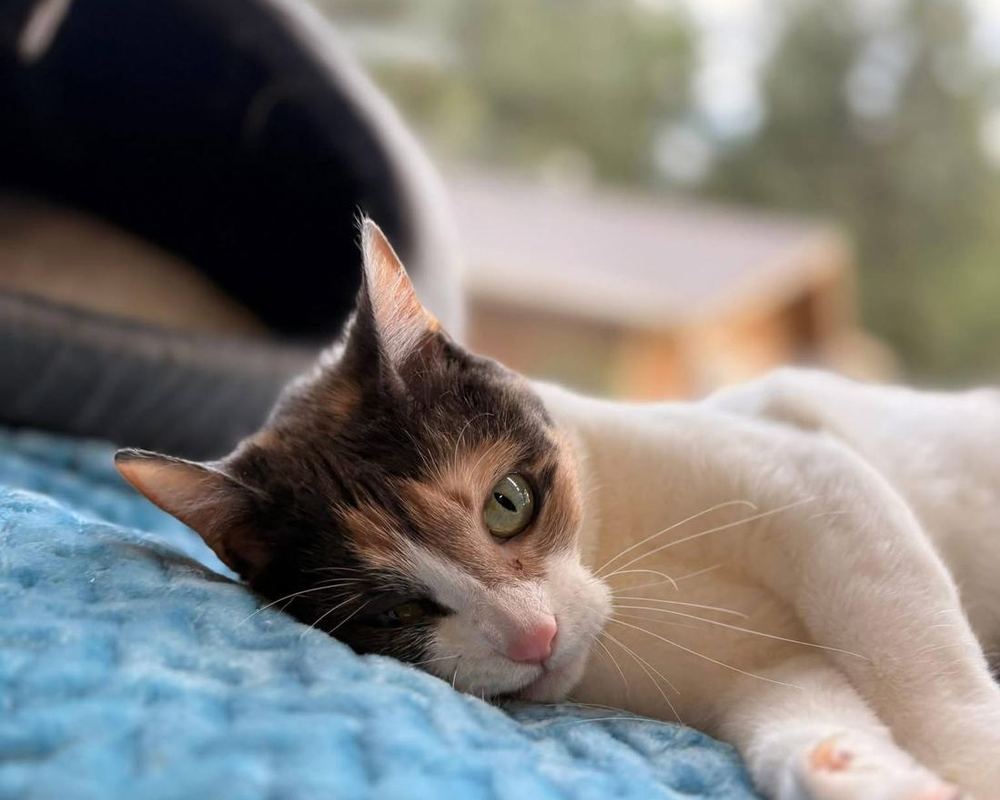 A cat in the cat quarters, boarded alongside the dogs