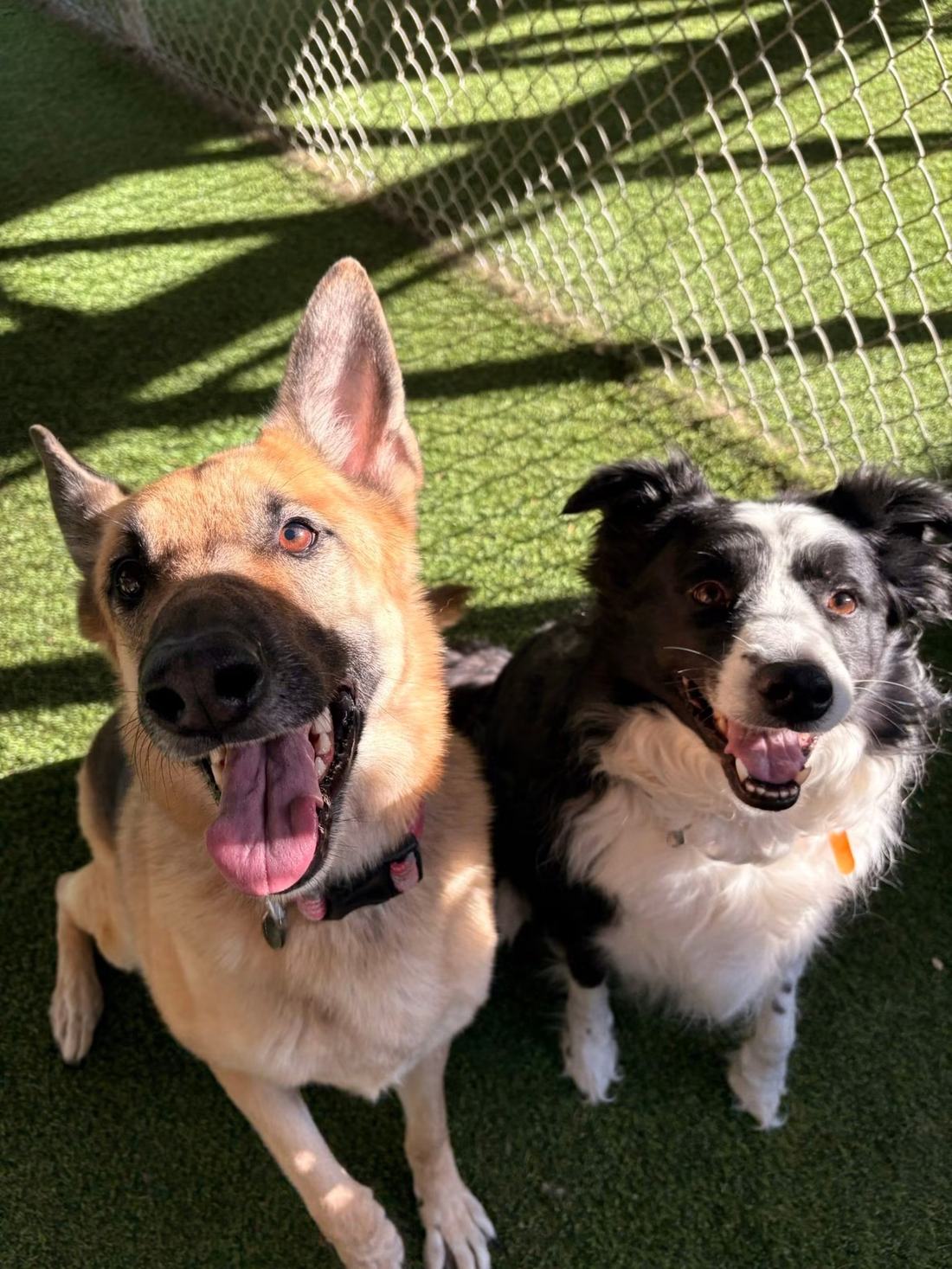 A pack of daycare dogs on the turf play yard