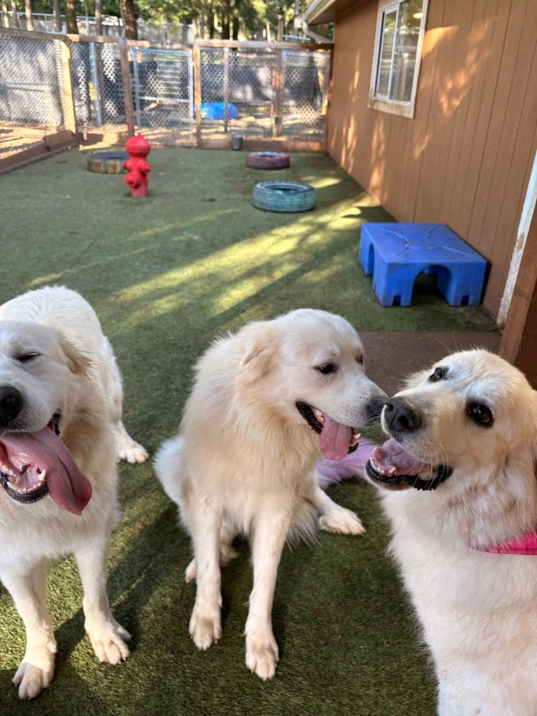 Three dogs playing together on the turf yard at Pet Ponderosa