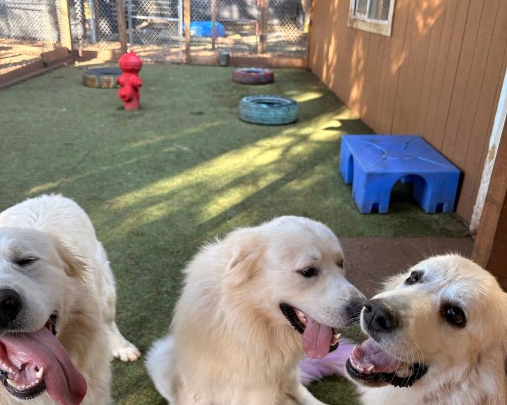 Dogs playing on the turf yard at Pet Ponderosa