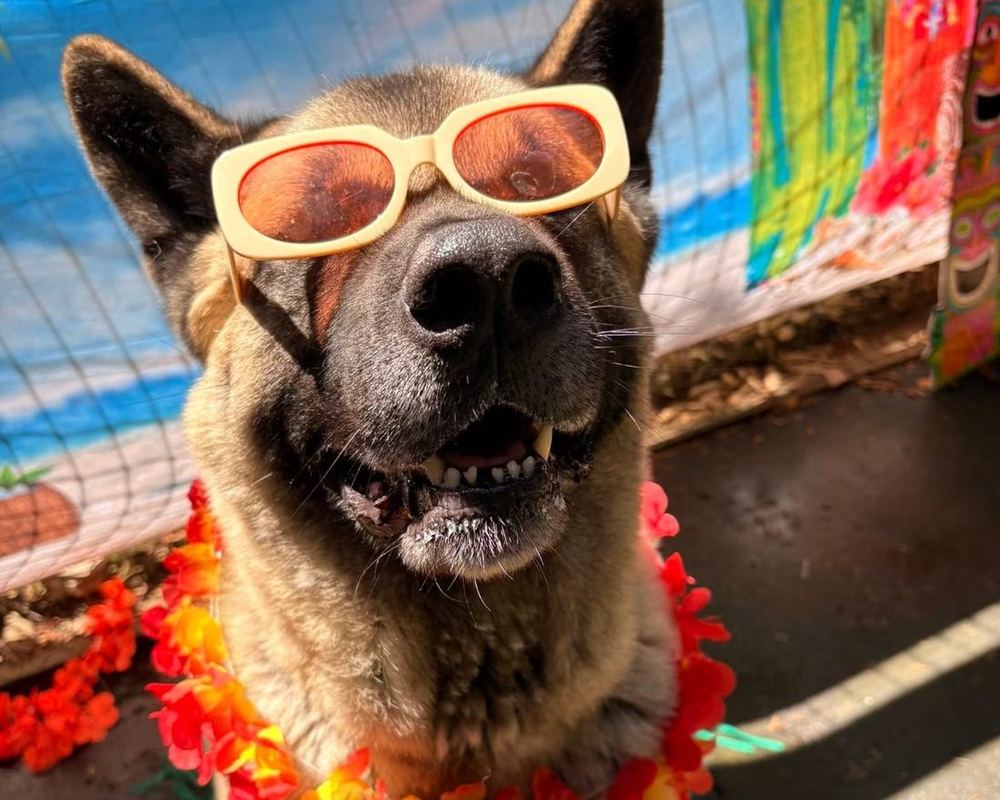 A boarding guest at Pet Ponderosa