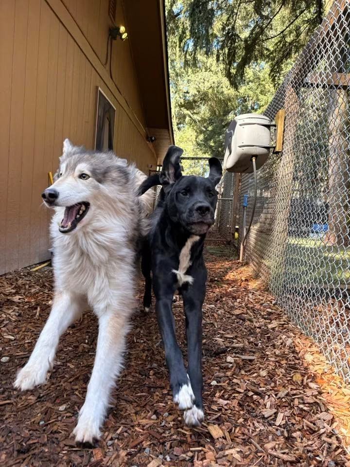 Two boarding guests out on a walk at Pet Ponderosa