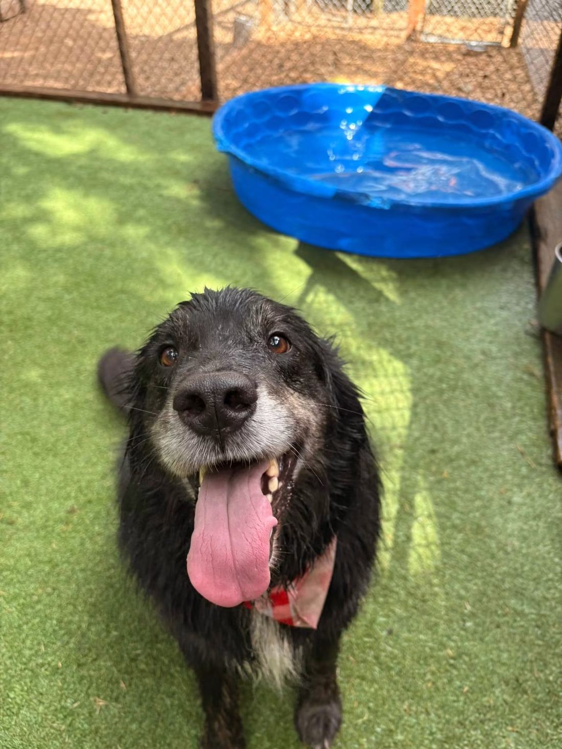 A dog beside the pool on the turf yard