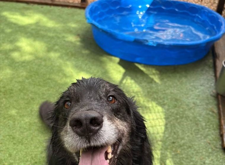 A dog beside the pool on the turf yard