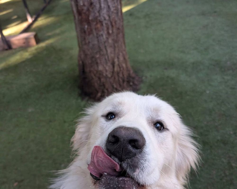 A Great Pyrenees resting in the shade on the ranch