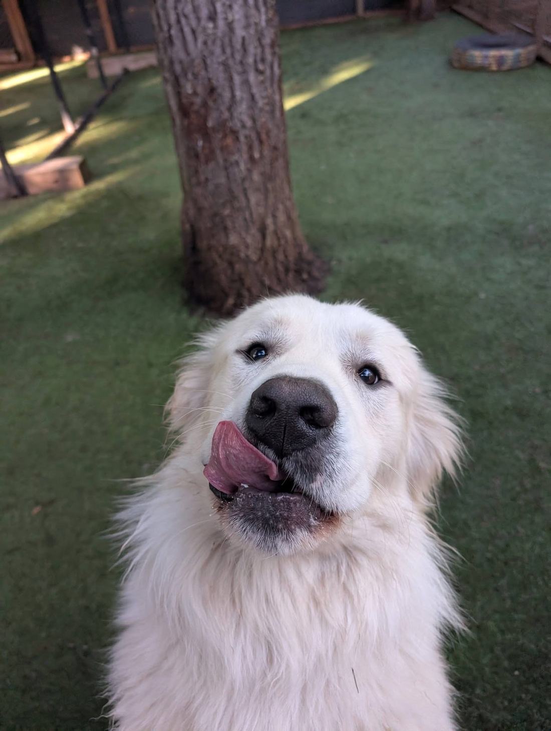 A Great Pyrenees relaxing in the shade on the ranch