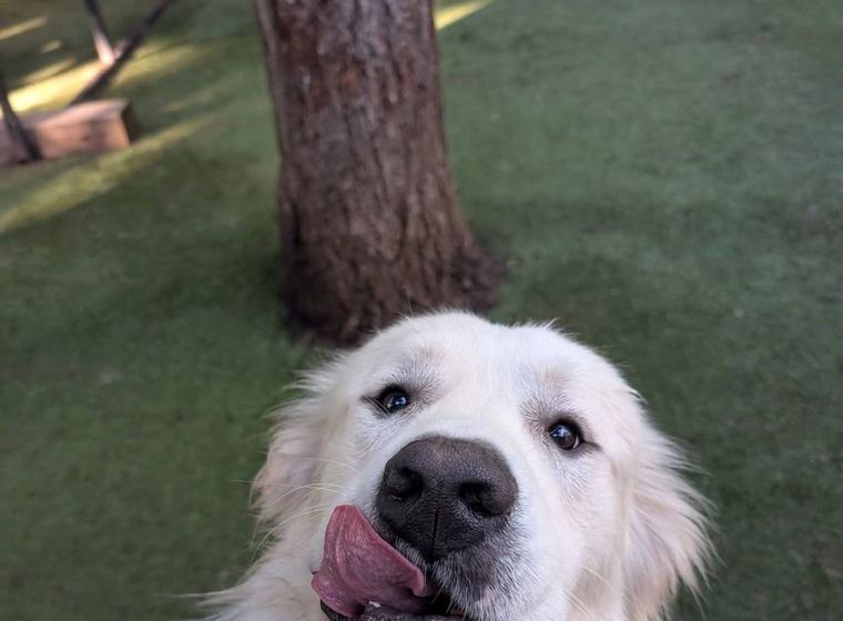 A Great Pyrenees in the shade on the ranch