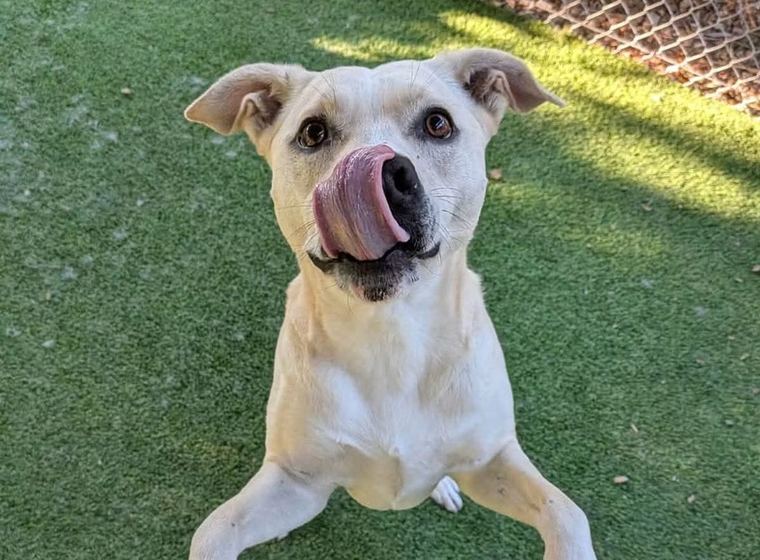 A dog on the turf play yard
