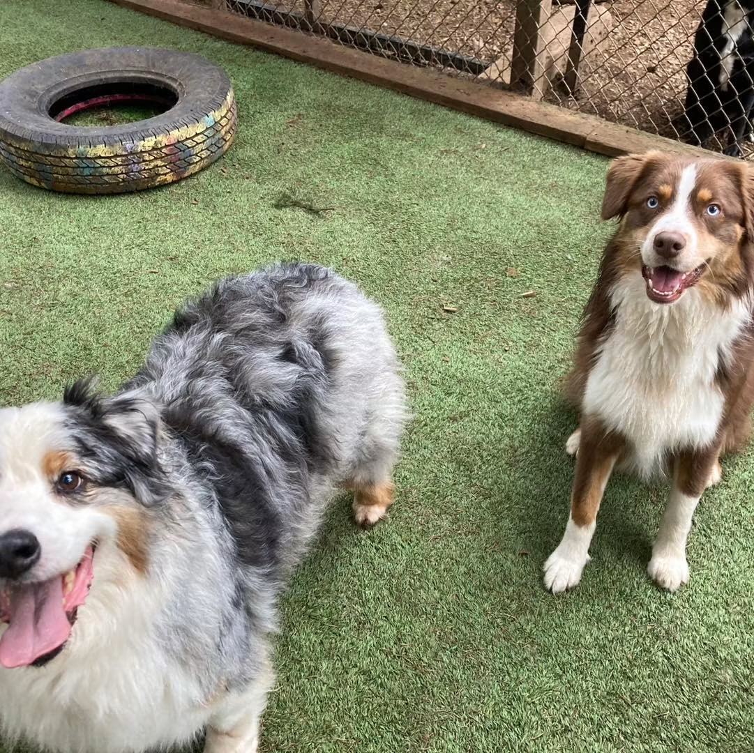 Two Australian Shepherds on the turf