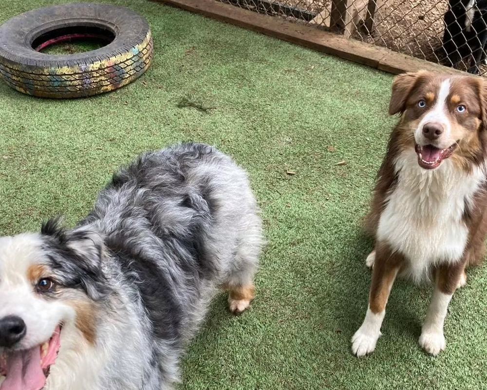 Two Australian Shepherds on the turf yard