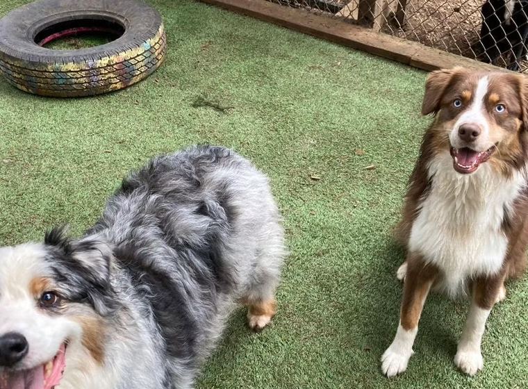 Two Australian Shepherds on the turf