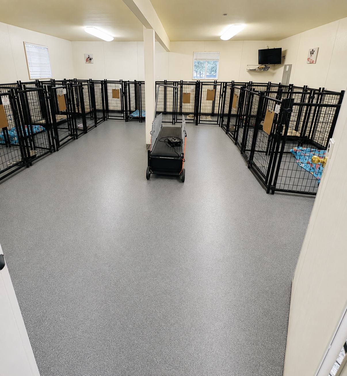 Inside the VIP Room at Pet Ponderosa: individual runs, natural light, and a treadmill