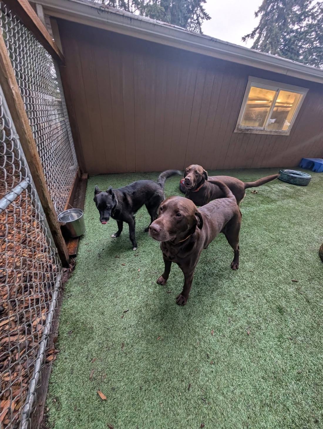 Boarding guests out in the yard