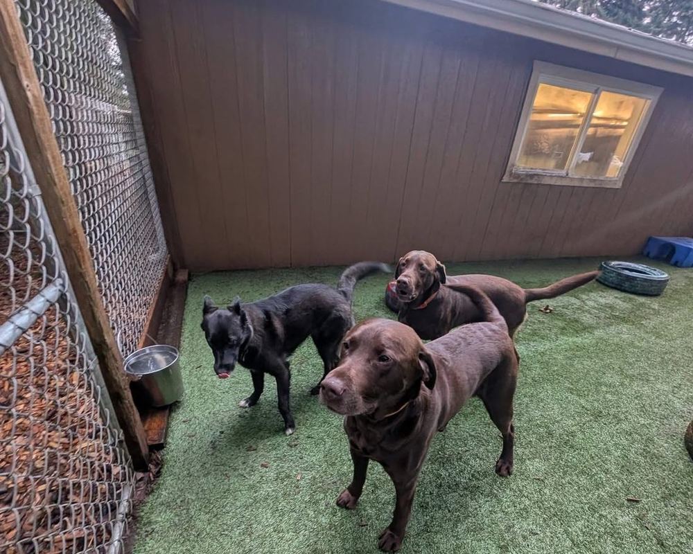 Boarding guests out in the yard together