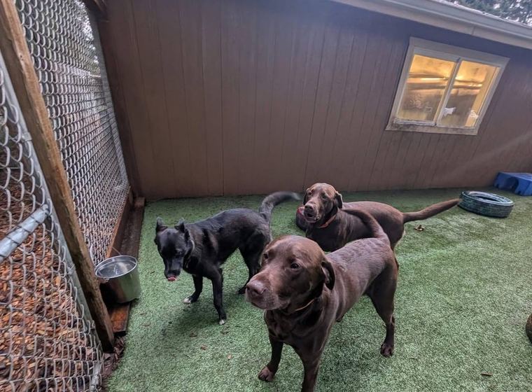Dogs out in the yard together